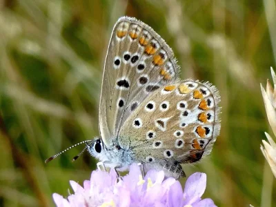 Polyommatus (Polyommatus) icarus