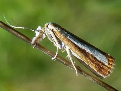 Catoptria margaritella