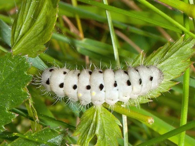 Zygaena (Mesembrynus) minos
