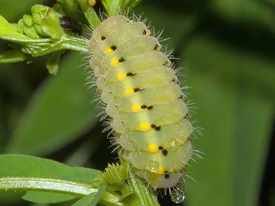Zygaena (Agrumenia) loti
