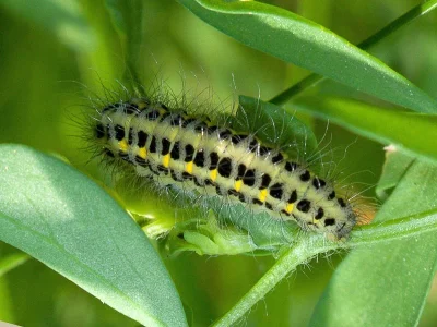Zygaena (Z.) lonicerae