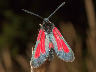Zygaena (Mesembrynus) brizae