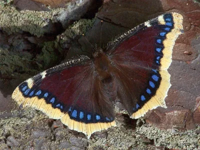 Nymphalis (Nymphalis) antiopa