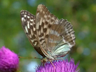 Argynnis (Argynnis) paphia