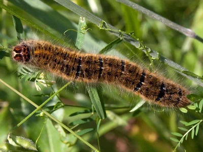 Lasiocampa (Pachygastria) trifolii