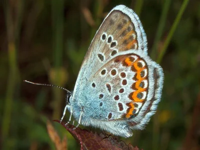 Plebejus (Plebejus) argus