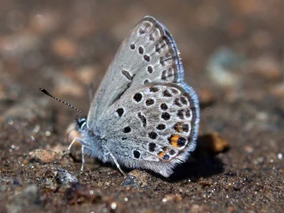 Agriades optilete