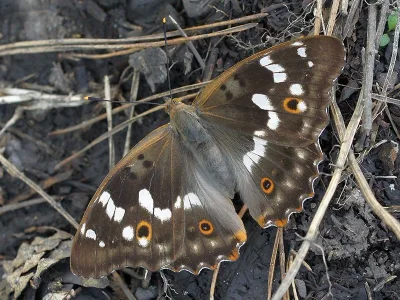 Apatura ilia