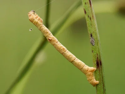Hypomecis punctinalis