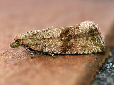 Celypha striana