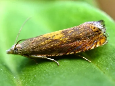 Dichrorampha vancouverana