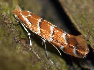 Cameraria ohridella