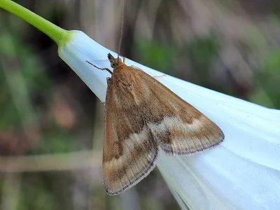 Pyrausta aerealis