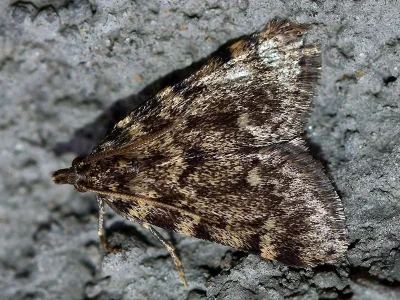 Aglossa pinguinalis