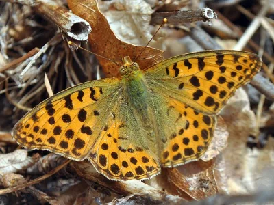 Issoria lathonia