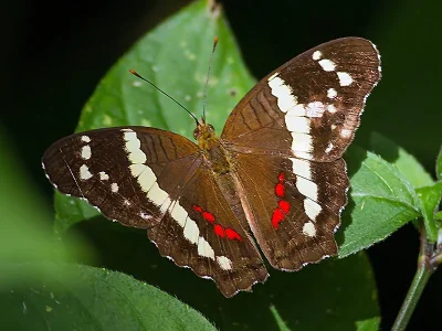 Anartia fatima