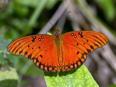 Dione (Agraulis) vanillae