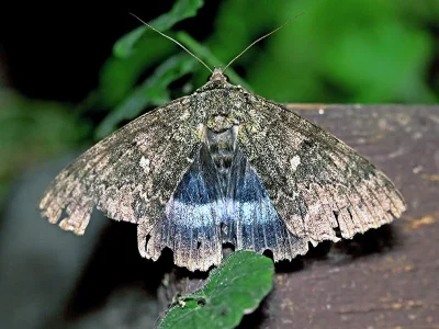 Catocala fraxini