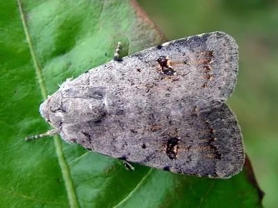 Caradrina (Platyperigea) kadenii