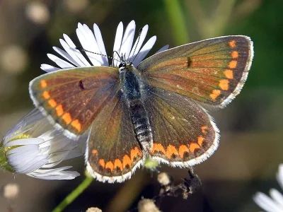 Aricia (Aricia) agestis