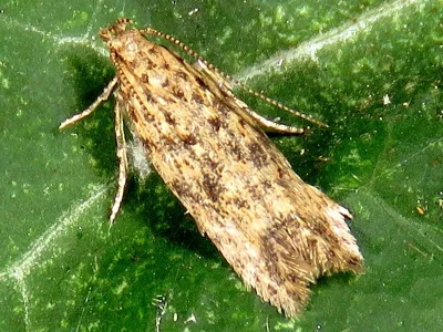 Tuta absoluta
