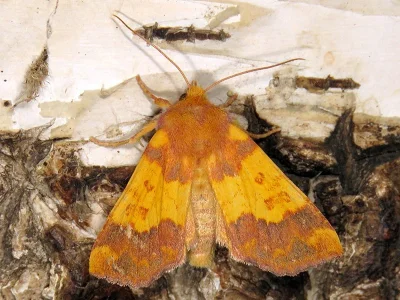Tiliacea aurago