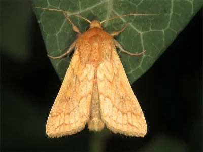 Mythimna (Mythimna) vitellina