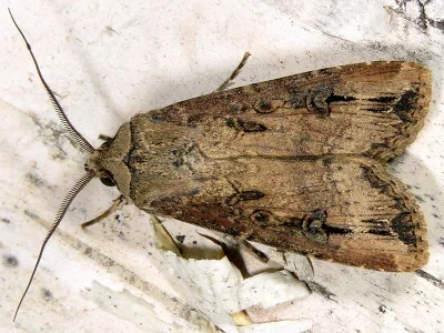 Agrotis (Agrotis) ipsilon