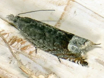 Ancylis tineana
