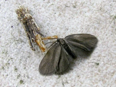 Psyche crassiorella