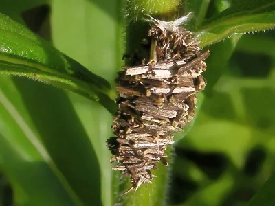 Megalophanes viciella