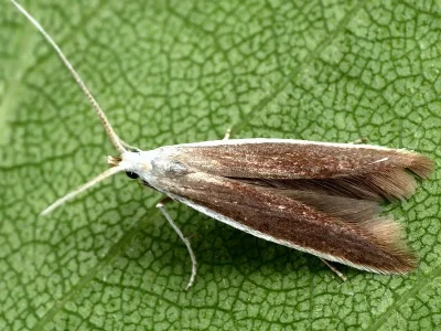 Coleophora albella