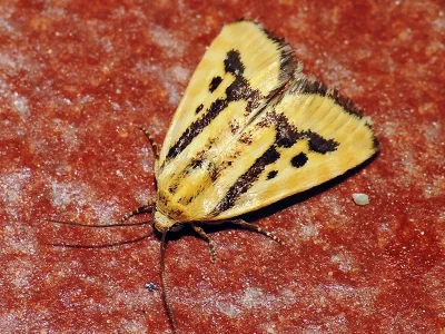 Acontia (Emmelia) trabealis