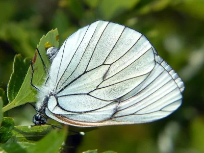 Aporia crataegi