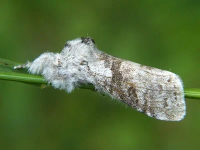 Calliteara pudibunda