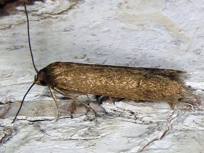 Hypatopa inunctella