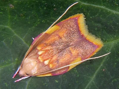 Carcina quercana