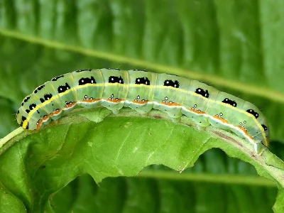 Xylena (X.) exsoleta