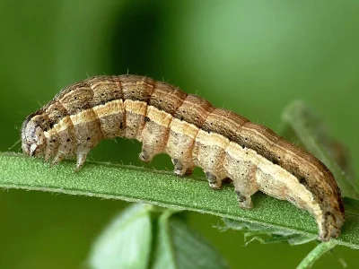 Noctua interjecta