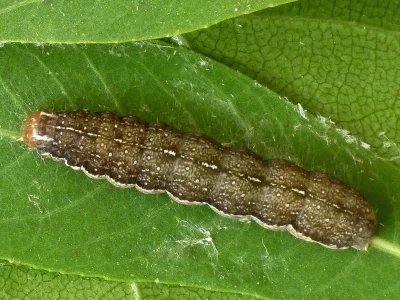 Agrochola (Leptologia) lota