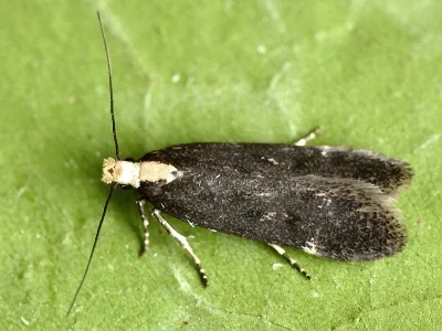 Aroga flavicomella