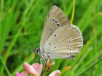 Polyommatus (Agrodiaetus) admetus