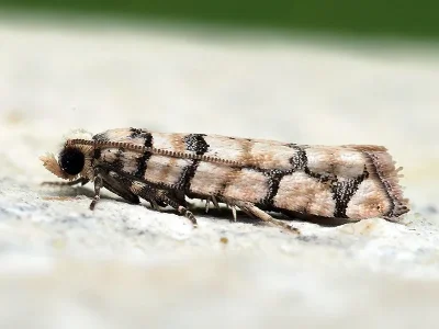 Pseudococcyx tessulatana