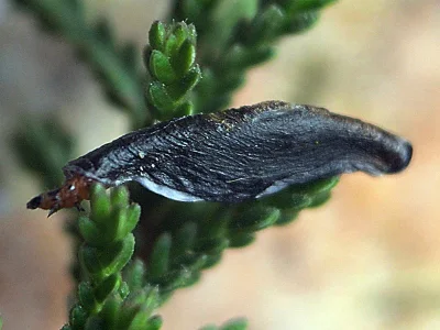 Coleophora pyrrhulipennella