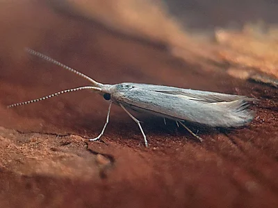 Coleophora kuehnella