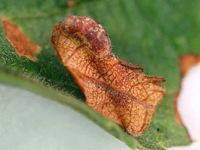 Coleophora binderella