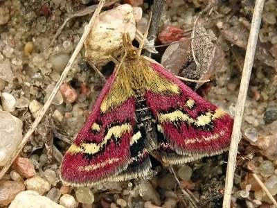 Pyrausta ostrinalis