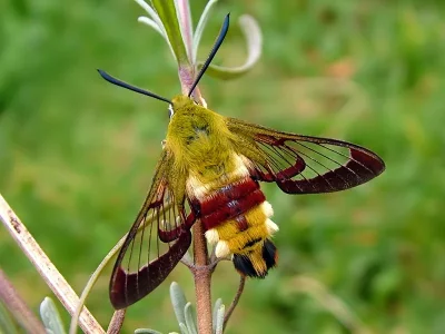 Hemaris (Hemaris) fuciformis