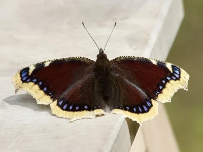 Nymphalis (Nymphalis) antiopa