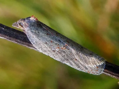 Acleris lipsiana